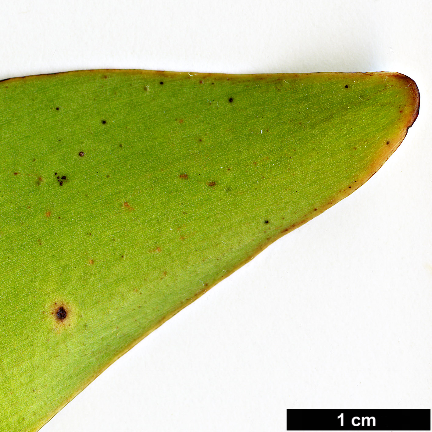 High resolution image: Family: Araucariaceae - Genus: Agathis - Taxon: macrophylla